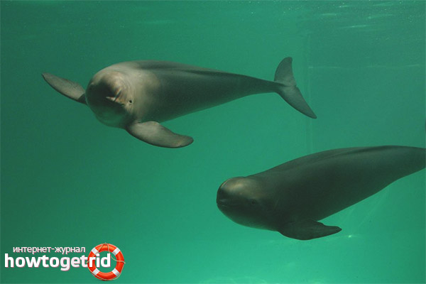 Porpoise breeding
