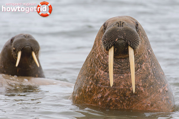 Walrus breeding