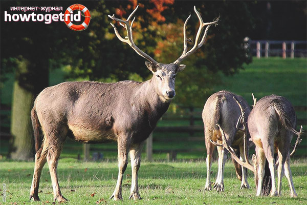 Élevage de David Deer