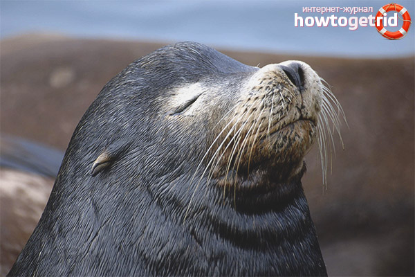 Varieties of fur seals