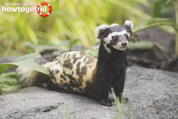 Reproduction and ligation life span