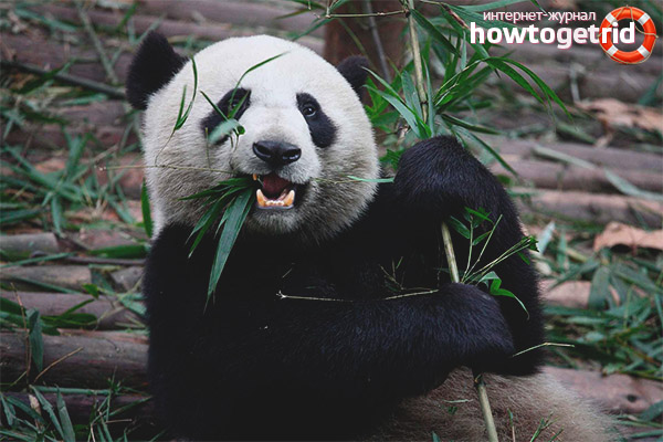 Symbolism of the Big Pandas