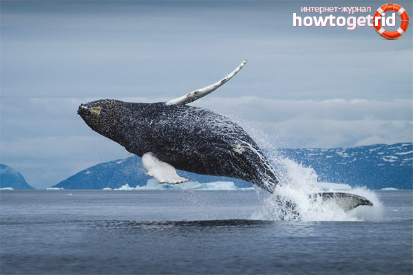 How many Greenland whales live