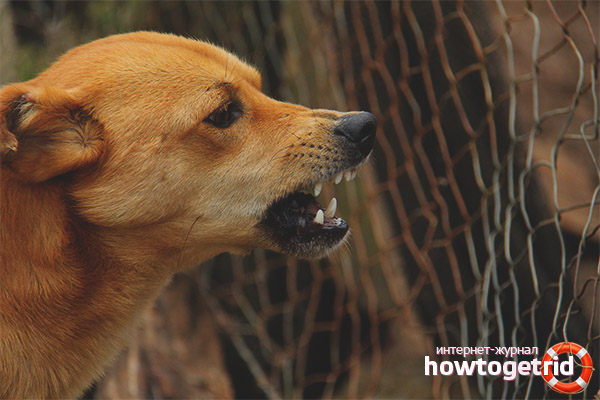 Dog growls at the owner