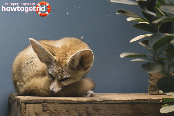 Content fenka in the house