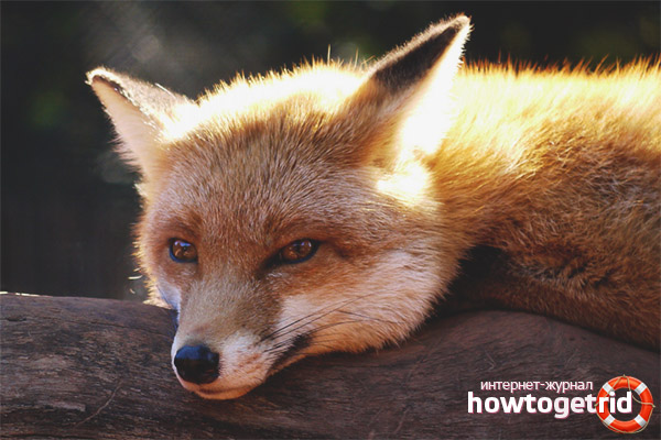 Keeping a fox at home