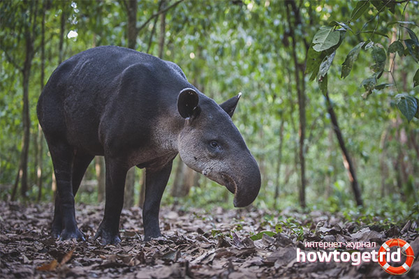 Tapir