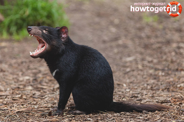Tasmanian devil