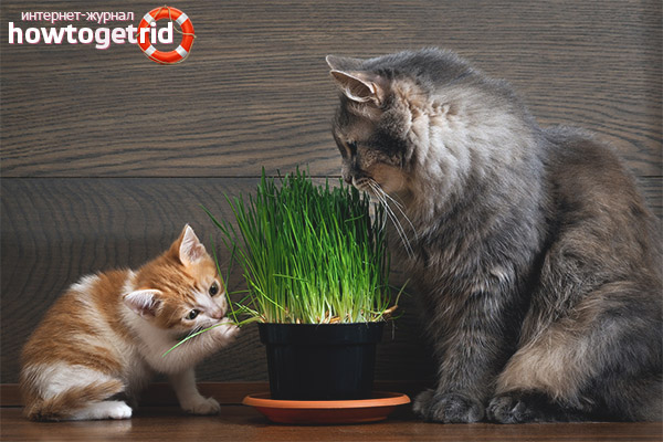 Gras für Katzen und Katzen