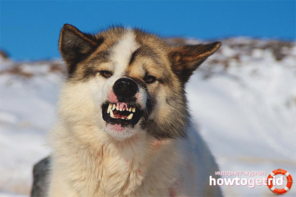 Types and premises of aggression by the dog