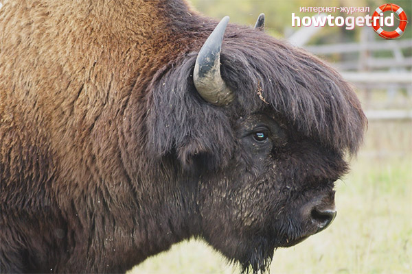 The appearance of the bison