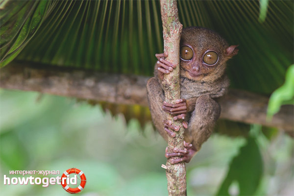 Reproduction of the genus tarsier