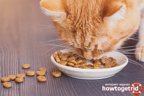 The harm of dry cat food