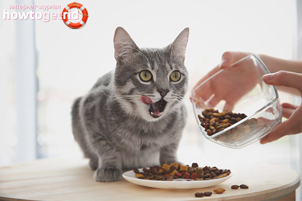 Is dry food harmful for cats and cats