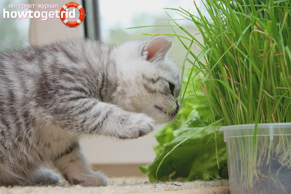 Wachsendes Gras für Katzen zu Hause.