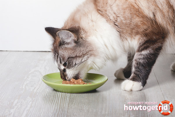 Healthy cat nutrition after birth