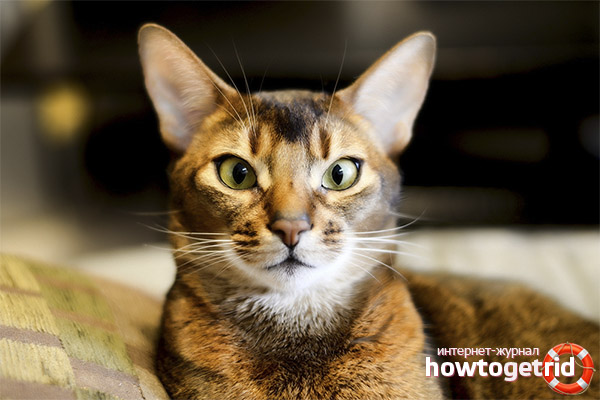 Abyssinian cat