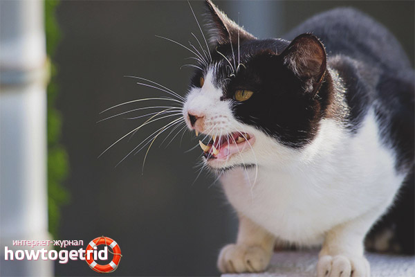 Aggressive cat breeds