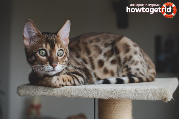 Bengal cat