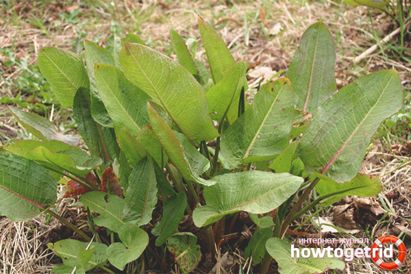 Valuable properties of horse sorrel