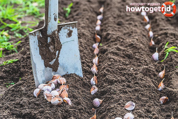 How to process garlic before planting in the winter