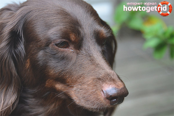 What to do if the dog has watery eyes