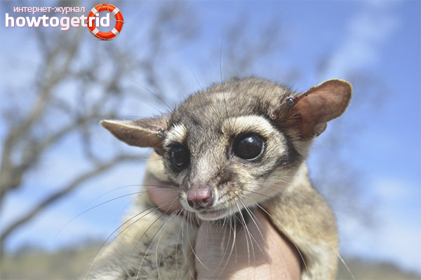 What kind of people eat