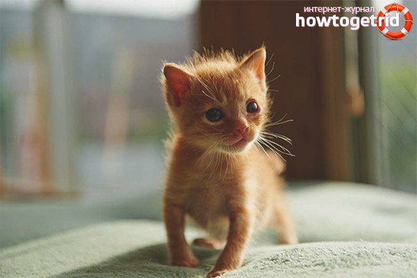 What you need for a kitten in an apartment