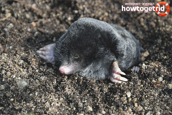 European mole