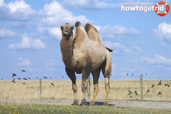 Characteristics and Lifestyle of the Bactrian Camel