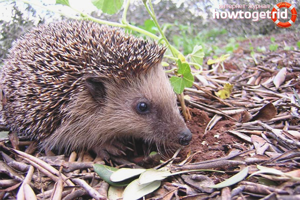 Caractéristiques caractéristiques du hérisson Daurien