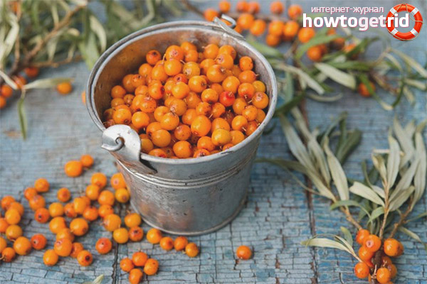 Sea buckthorn storage