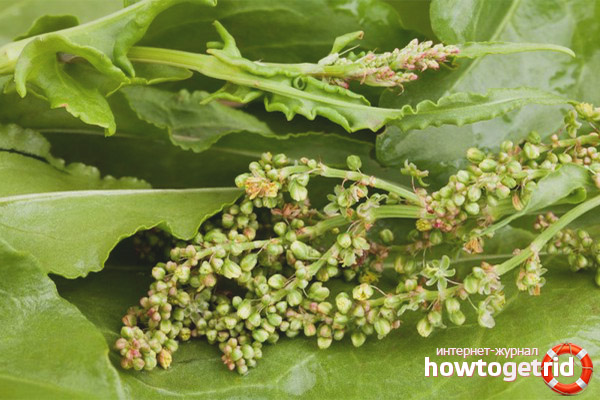 Use in traditional medicine