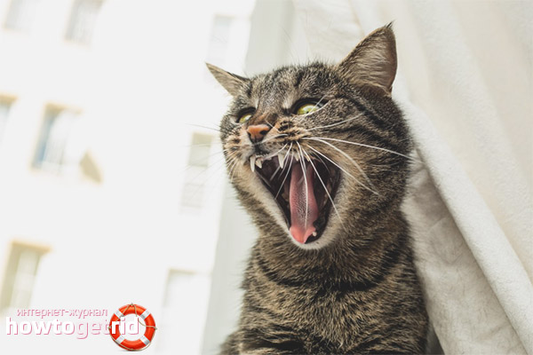 How to deal with a cat that yells all the time