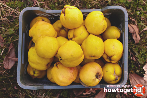 How to store quince