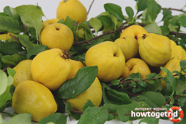 How to use the fruits of Japanese quince