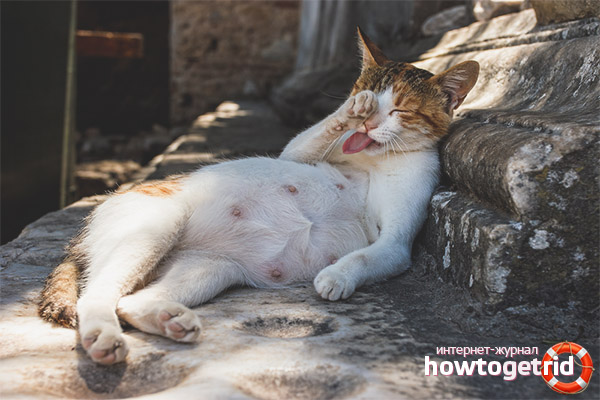 How to Prevent a Lactating Cat from Getting Pregnant