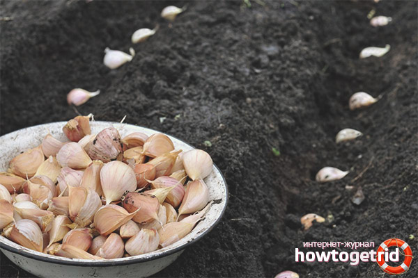How winter garlic is processed before planting