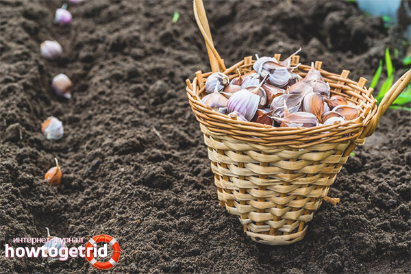 How to cultivate the soil before planting garlic in the winter