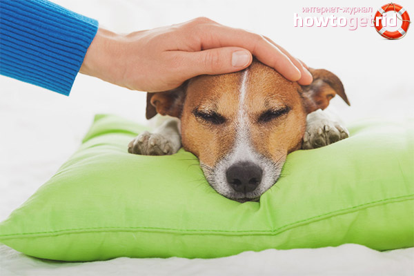 How to understand a dog’s temperature