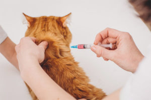 How to give a cat an injection at the withers