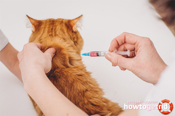 How to give a cat an injection at the withers