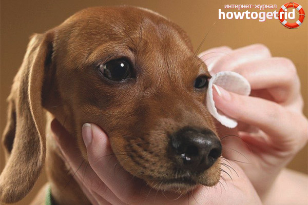 How to wipe a dog’s eyes with black tea