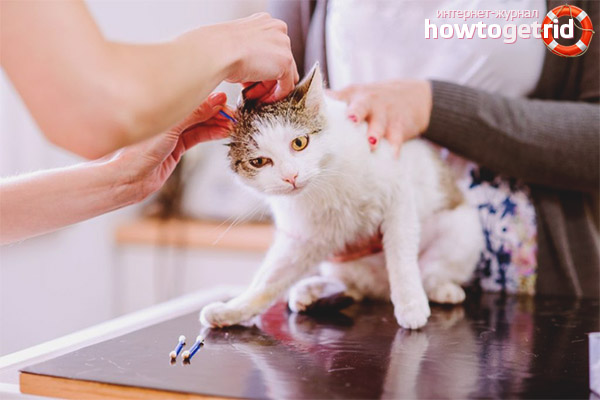 How to clean your cat’s ears