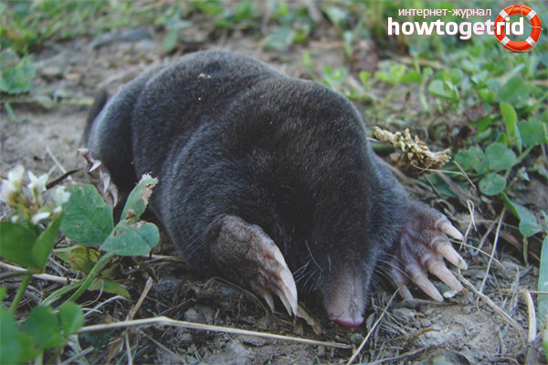 How does a mole breed?