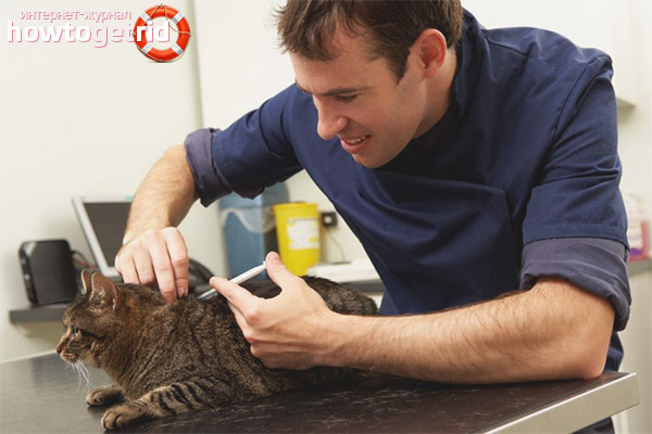 How to make a cat wither at the withers