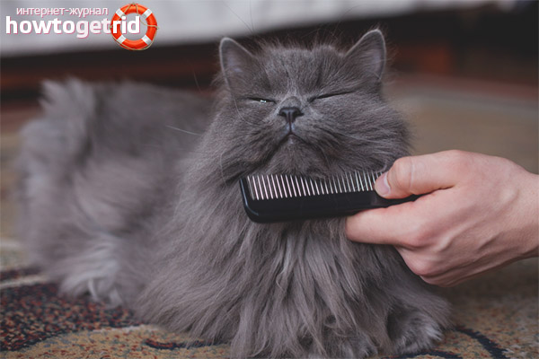 How to care for cat hair