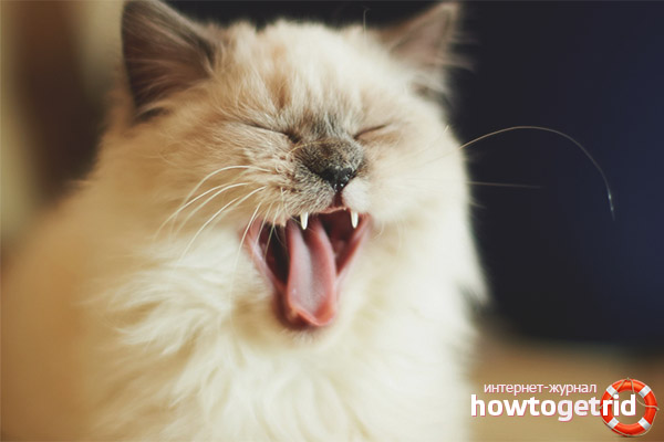 How to reassure a cat so that he does not yell