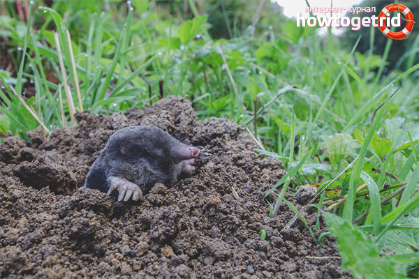 How the mole behaves in the environment