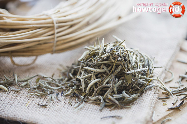 How to choose a good white tea